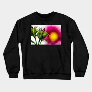 Spiky Green Plant on a Colorful Background Poster Crewneck Sweatshirt